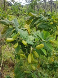 Photo 2 of Crotalaria spp.
