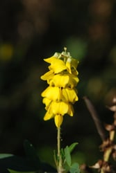 Photo 7 of Crotalaria spp.