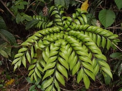 images/plants/cycadophyta/3a15027f46f78850c5b1272488b9e09c