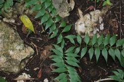 images/plants/cycadophyta/49b02e84d907802356fb5759e52fbb53