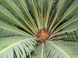 images/plants/cycadophyta/4ca991ce1343404a112b773dfa4e0447