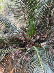 images/plants/cycadophyta/86058dcf3d81806874f4d9976c9954e8