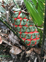 images/plants/cycadophyta/8a1fc8e7980933fee2fbe059ebec742a