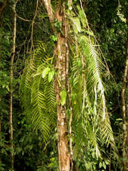images/plants/cycadophyta/afacfbe77fceadc539adb0f442ff02b0