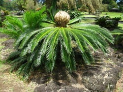 images/plants/cycadophyta/e4d2387a687d8fe4208da433af0ced84