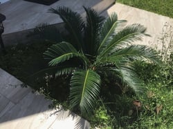 Photo 5 of Cycas revoluta