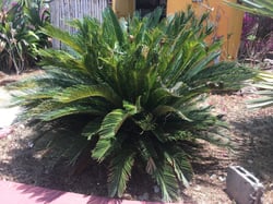 Photo 2 of Cycas revoluta