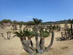 Photo 3 of Cycas revoluta