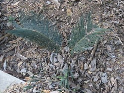 Photo 4 of Cycas revoluta