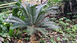 Photo 6 of Cycas revoluta
