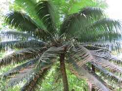 Photo 4 of Cycas spp.