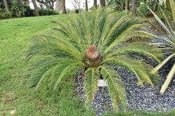 Photo 9 of Cycas spp.