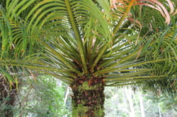 Photo 8 of Cycas spp.