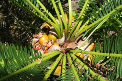 Photo 7 of Cycas spp.