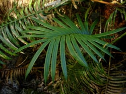 Photo 3 of Cycas spp.