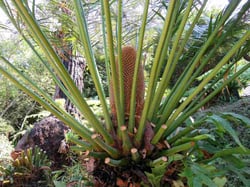 Photo 6 of Cycas spp.
