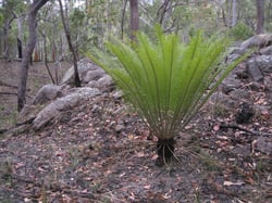 Photo 2 of Cycas spp.