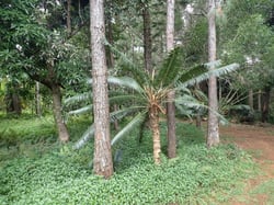 Photo 5 of Cycas spp.