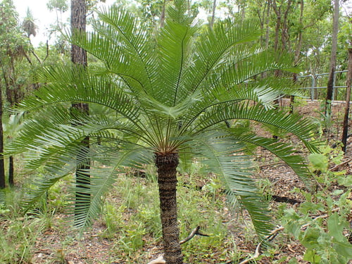 Photo 1 of Cycas spp.