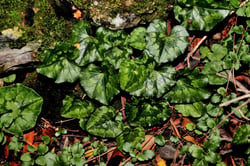Photo 5 of Cyclamen spp.