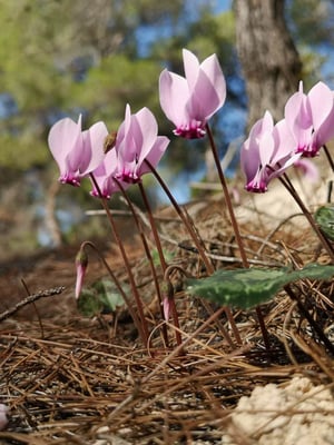 Photo 1 of Cyclamen spp.