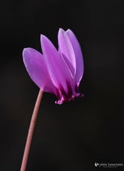 Photo 2 of Cyclamen spp.