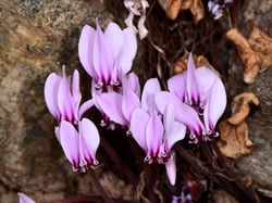 Photo 4 of Cyclamen spp.