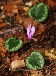 Photo 6 of Cyclamen spp.