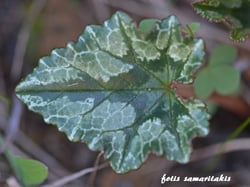 Photo 3 of Cyclamen spp.