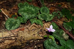 Photo 7 of Cyclamen spp.