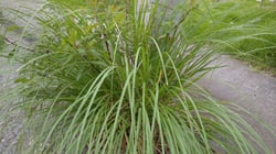 Photo 3 of Cymbopogon citratus