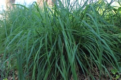 Photo 2 of Cymbopogon citratus