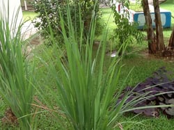 Photo 5 of Cymbopogon citratus