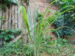 Photo 4 of Cymbopogon citratus