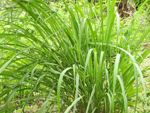 Photo 1 of Cymbopogon citratus
