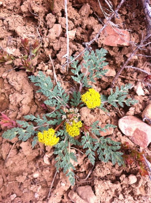 Photo 1 of Cymopterus spp.