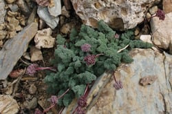 Photo 5 of Cymopterus spp.