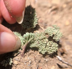 Photo 2 of Cymopterus spp.