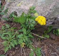 Photo 8 of Cymopterus spp.