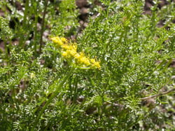 Photo 6 of Cymopterus spp.