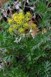 Photo 7 of Cymopterus spp.