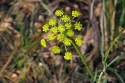Photo 9 of Cymopterus spp.