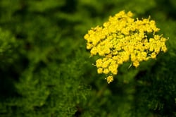 Photo 3 of Cymopterus spp.
