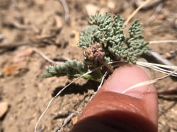 Photo 4 of Cymopterus spp.