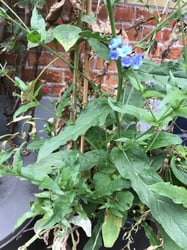 Photo 5 of Cynoglossum amabile