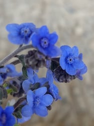 Photo 3 of Cynoglossum amabile