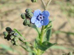 Photo 2 of Cynoglossum amabile