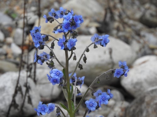 Photo 1 of Cynoglossum amabile