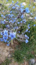 Photo 7 of Cynoglossum amabile