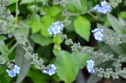 Photo 6 of Cynoglossum amabile